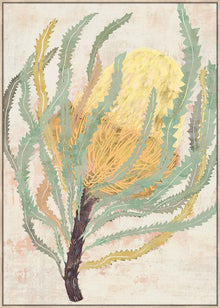  Delicate Banksia