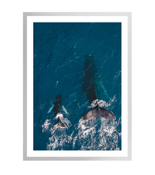  Whale and Calf