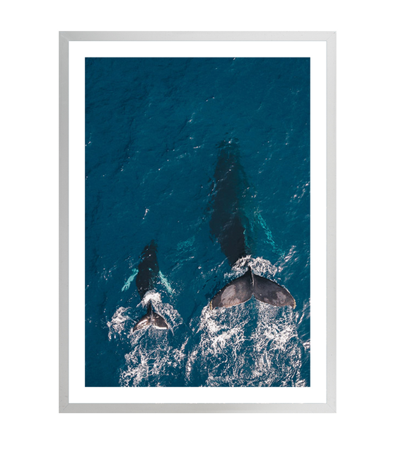 Whale and Calf