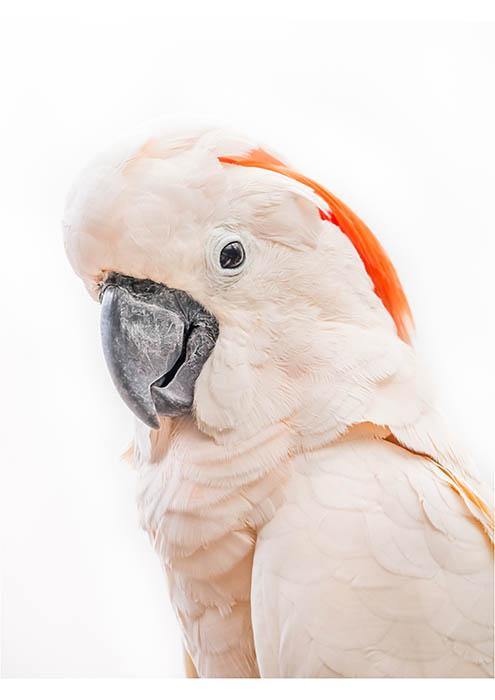 Pink Cockatoo - THE EMRA