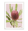 Banksia Red - THE EMRA