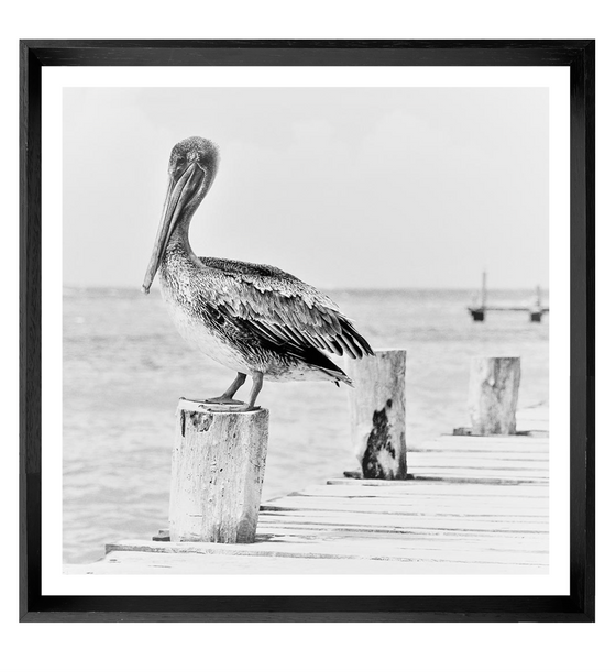 Pelican On The Pier - THE EMRA