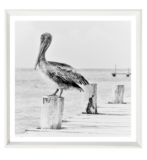 Pelican On The Pier - THE EMRA