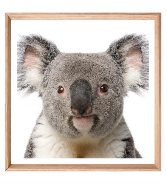 Koala - THE EMRA
