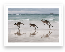  3 Kangaroos